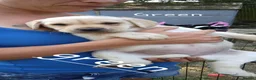 Labrador Retriever dogs for sale: 6 beautiful labrador puppies  - Advert 4