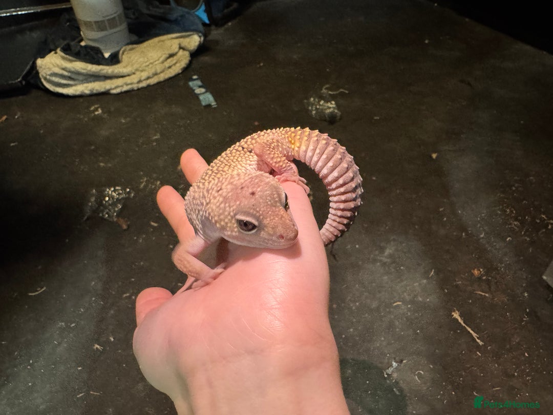 Leopard Gecko reptiles for sale: Female Blizzard Leopard Gecko & Enclosure For Sale - Image 5