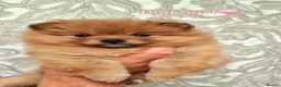 Pomeranian dogs for sale: 🐾 Beautiful Pomeranian Puppies🐾❤️ - Advert 8