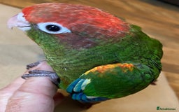 Conures birds for sale: Rose Crowned Conure Pyrrhura Rhodocephala  - Image 5
