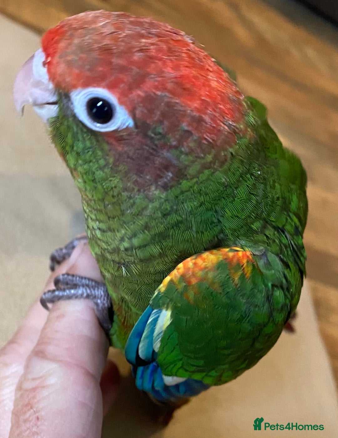 Conures birds for sale: Rose Crowned Conure Pyrrhura Rhodocephala  - Image 5