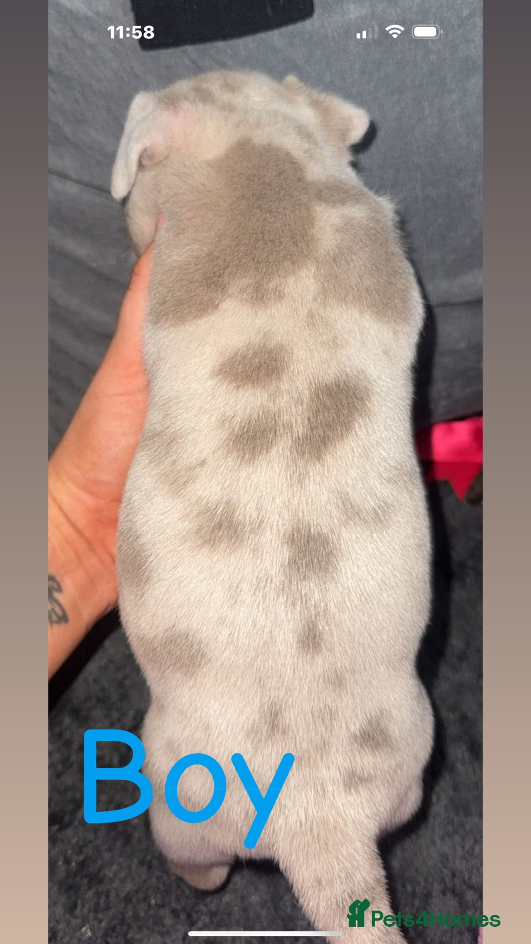 Mixed Breed dogs for sale: Pocket bully’s x staff pups  - Image 10