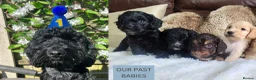 Cockapoo dogs for sale: 3 girl 2 boys May babies (July Home Time) - Advert 30