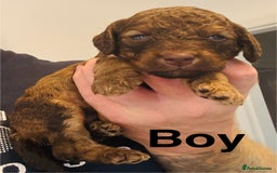 Cockapoo dogs for sale: DNA tested cockapoo puppies, Ready 25th November  - Image 3