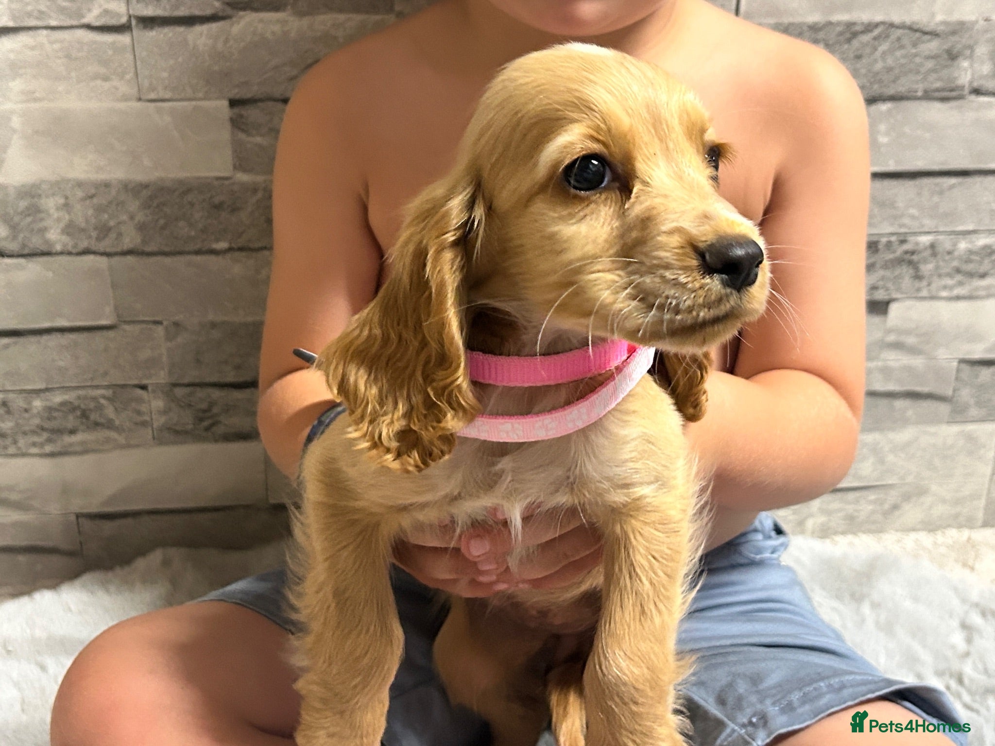 Cocker Spaniel dogs Show cocker spaniel puppies  - Advert 1