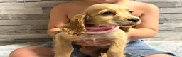 Cocker Spaniel dogs for sale: Show cocker spaniel puppies  - Advert 1