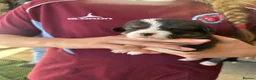 Welsh Corgi Pembroke dogs for sale: KC REGISTERED PEMBROKE CORGI PUPS - Advert 5