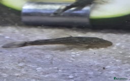Plecos fish for sale: Green Dragon plecos - Image 4
