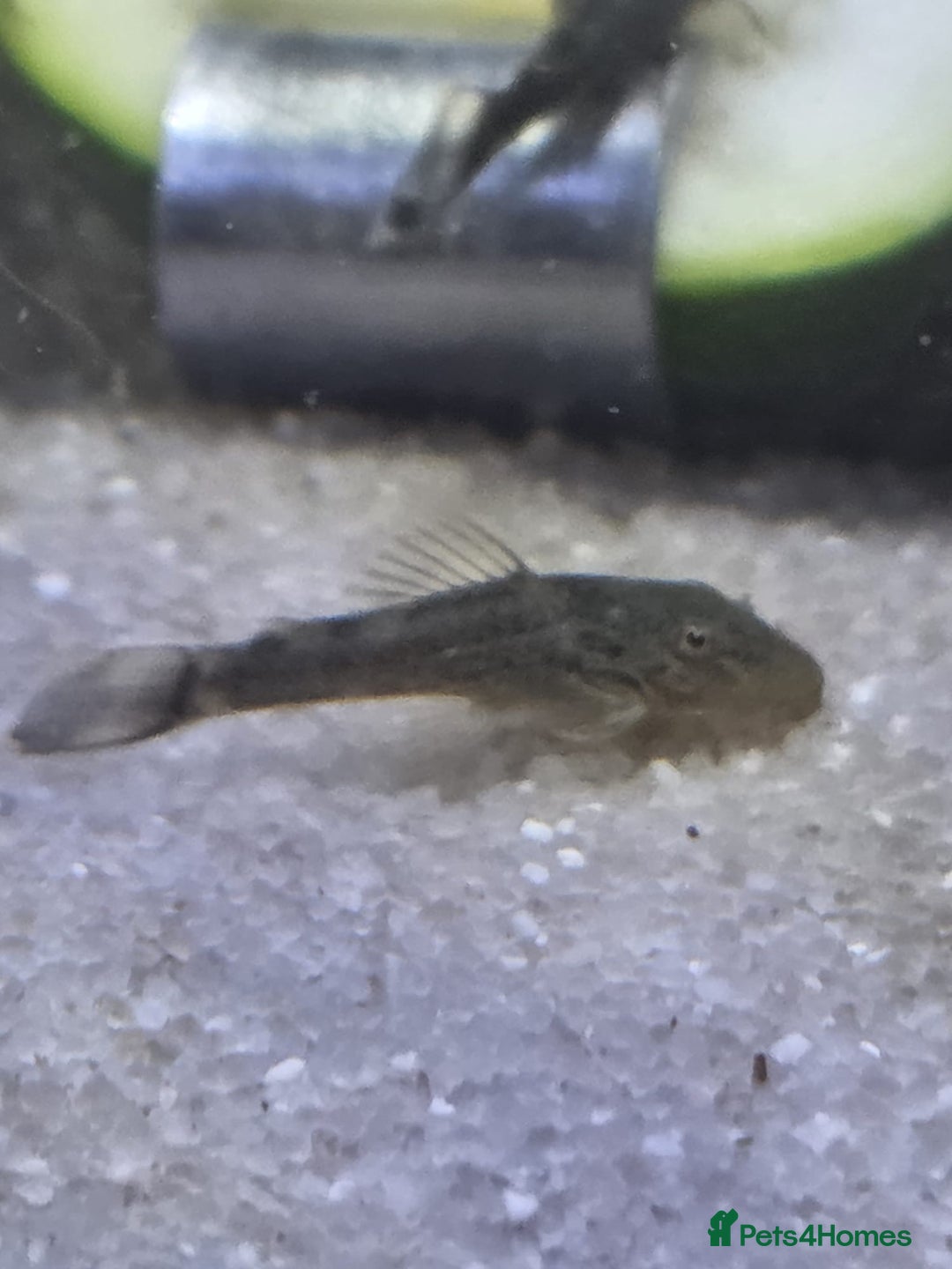 Plecos fish for sale: Green Dragon plecos - Image 4