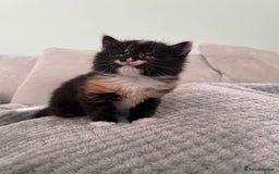 British Shorthair cats for sale: Stunning female kittens  - Image 12