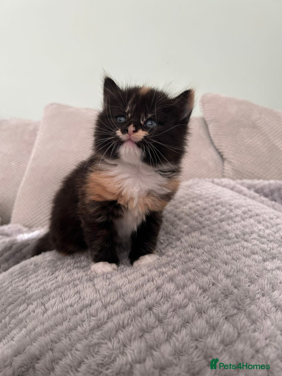 British Shorthair cats for sale: Stunning female kittens  - Image 12