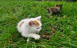 Mixed Breed cats for sale: Beautiful fluffy farm kittens - Image 2