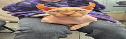 Sphynx cats for sale: A pair of sphynx - Advert 9