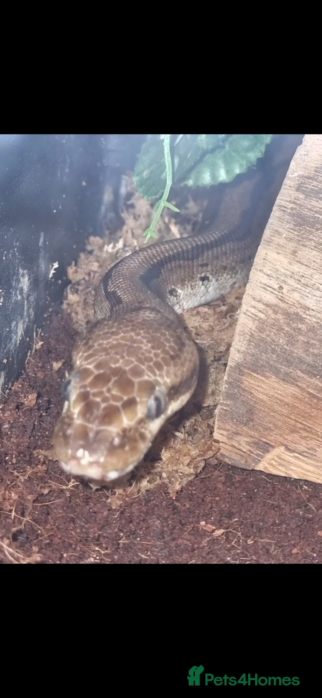 Python Snake reptiles for sale: Royal Python  - Advert 2
