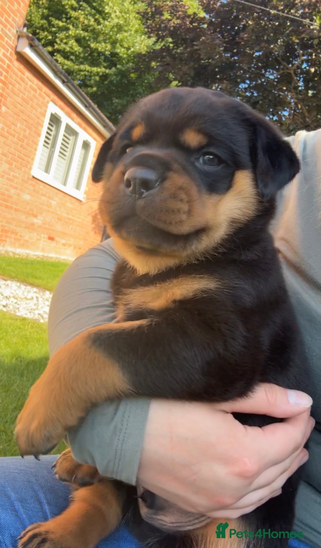Rottweiler dogs for sale: 9 beautiful Rottweiler puppies for sale  - Advert 2
