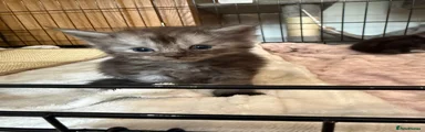 🩷 Girl four is a beautiful blue smoke tabby