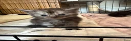Maine Coon cats for sale: Adorable Pedigree Full Maine Coon Kittens - Advert 11