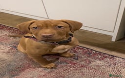 Mixed Breed dogs for sale: Gorgeous Dogue de Bordeaux x spaniel puppy  - Image 2