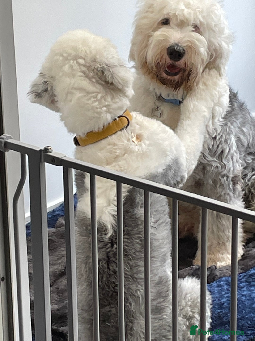 Old English Sheepdog dogs for sale: Old English puppies - Image 24