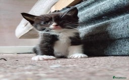 Mixed Breed cats for sale: Ragdoll mix tuxedo kittens - Image 11