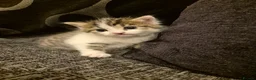 Mixed Breed cats for sale: Stunning Mixed breed kittens for sale! - Advert 5