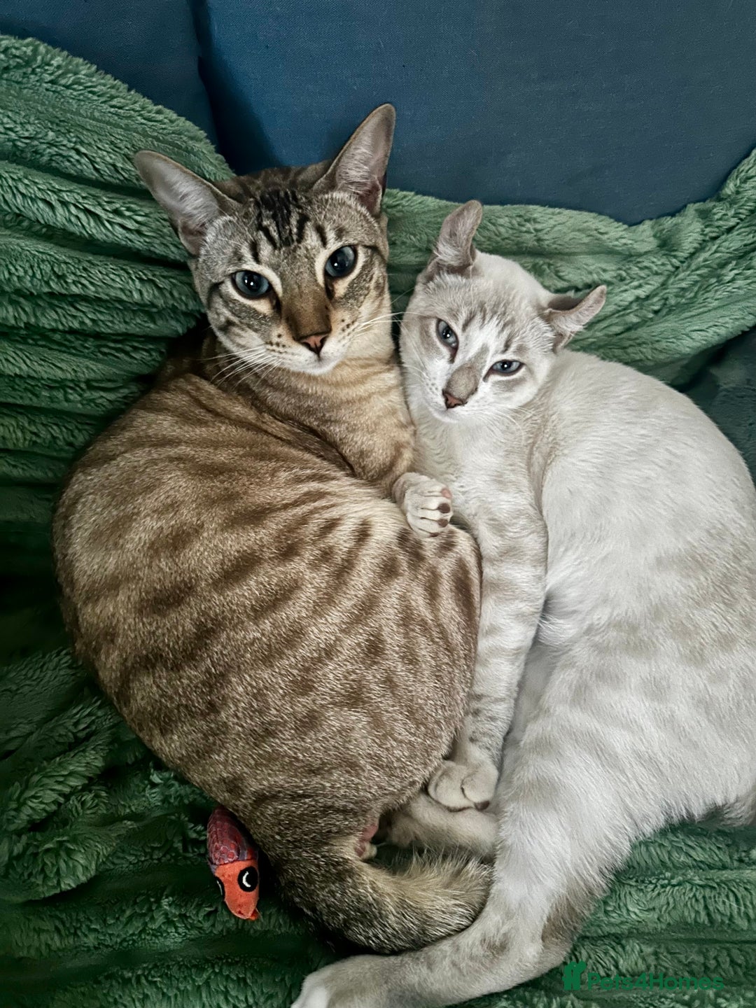 Sphynx cats for sale: Sphynx Brothers  - Image 3