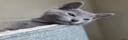 Russian Blue cats for sale: Two ⚜️Russian Blue Kittens – TICA Registered⚜️ - Advert 11
