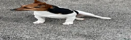 Jack Russell dogs for sale: TRADITIONAL MINI JACK RUSSEL BOY in Leeds - Advert 1