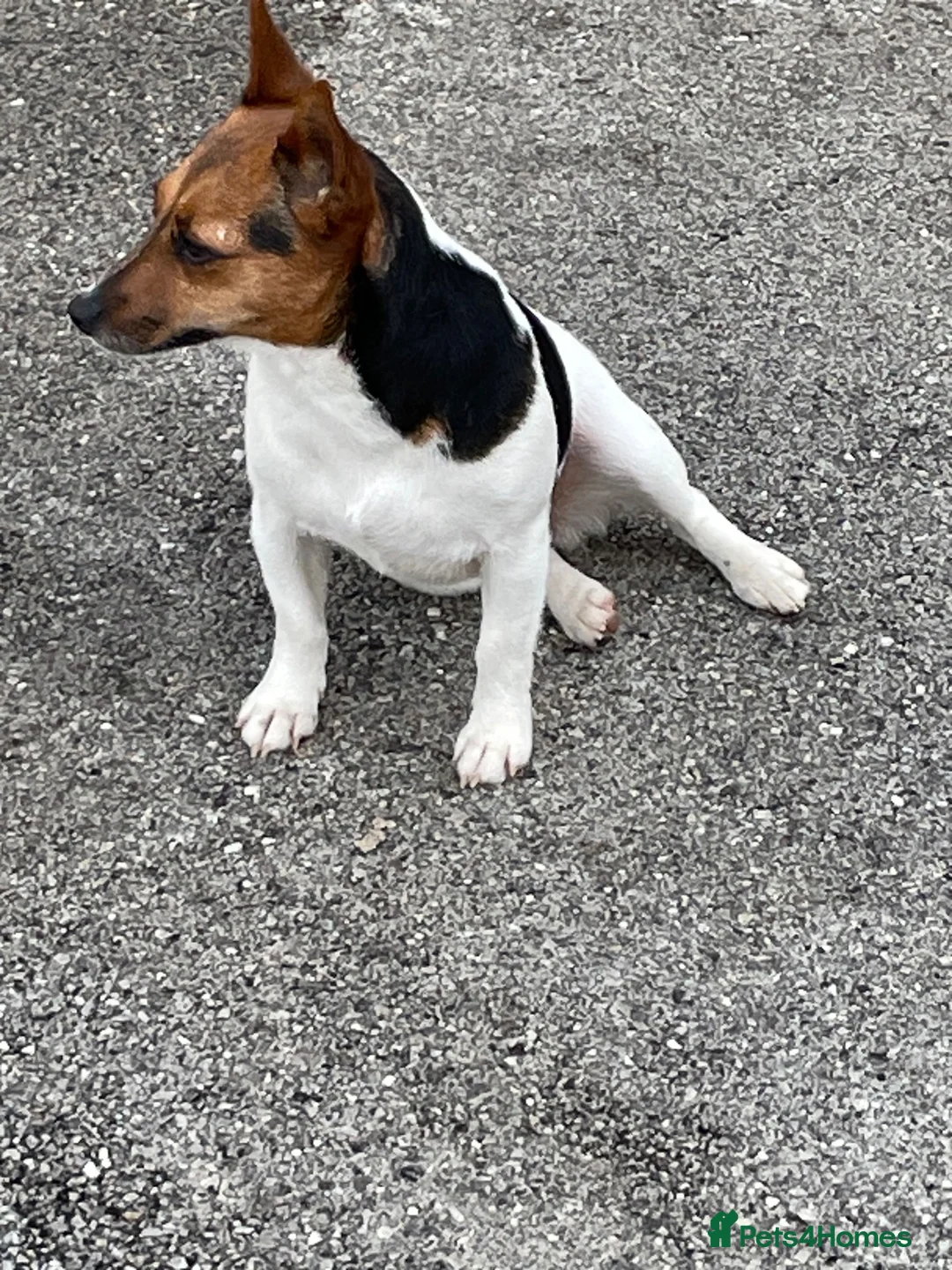 Jack Russell dogs for sale: TRADITIONAL MINI JACK RUSSEL BOY in Leeds - Advert 1