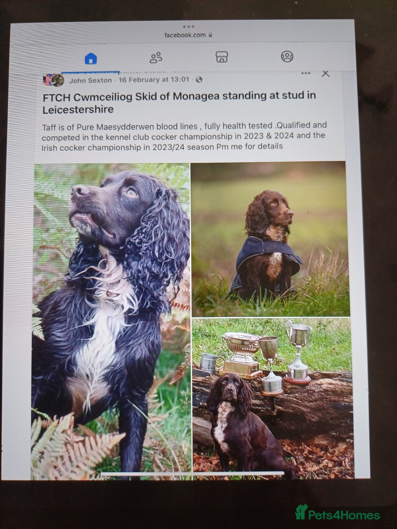 Cocker Spaniel dogs EXELLENT  BRED WORKING COCKER PUPPIES  - Advert 9