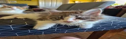 Maine Coon cats for sale: Tica Registered Kittens - Advert 6