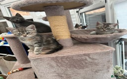 Siberian cats for sale: Siberian cross kittens - Image 11