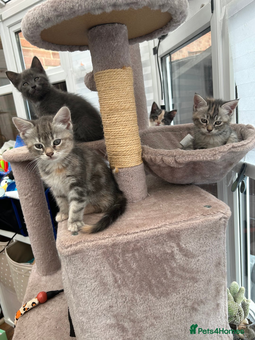 Siberian cats for sale: Siberian cross kittens - Image 11