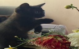 British Longhair cats for sale: Ready To Go This Weekend! 3 Sweet Little Kittens - Image 9