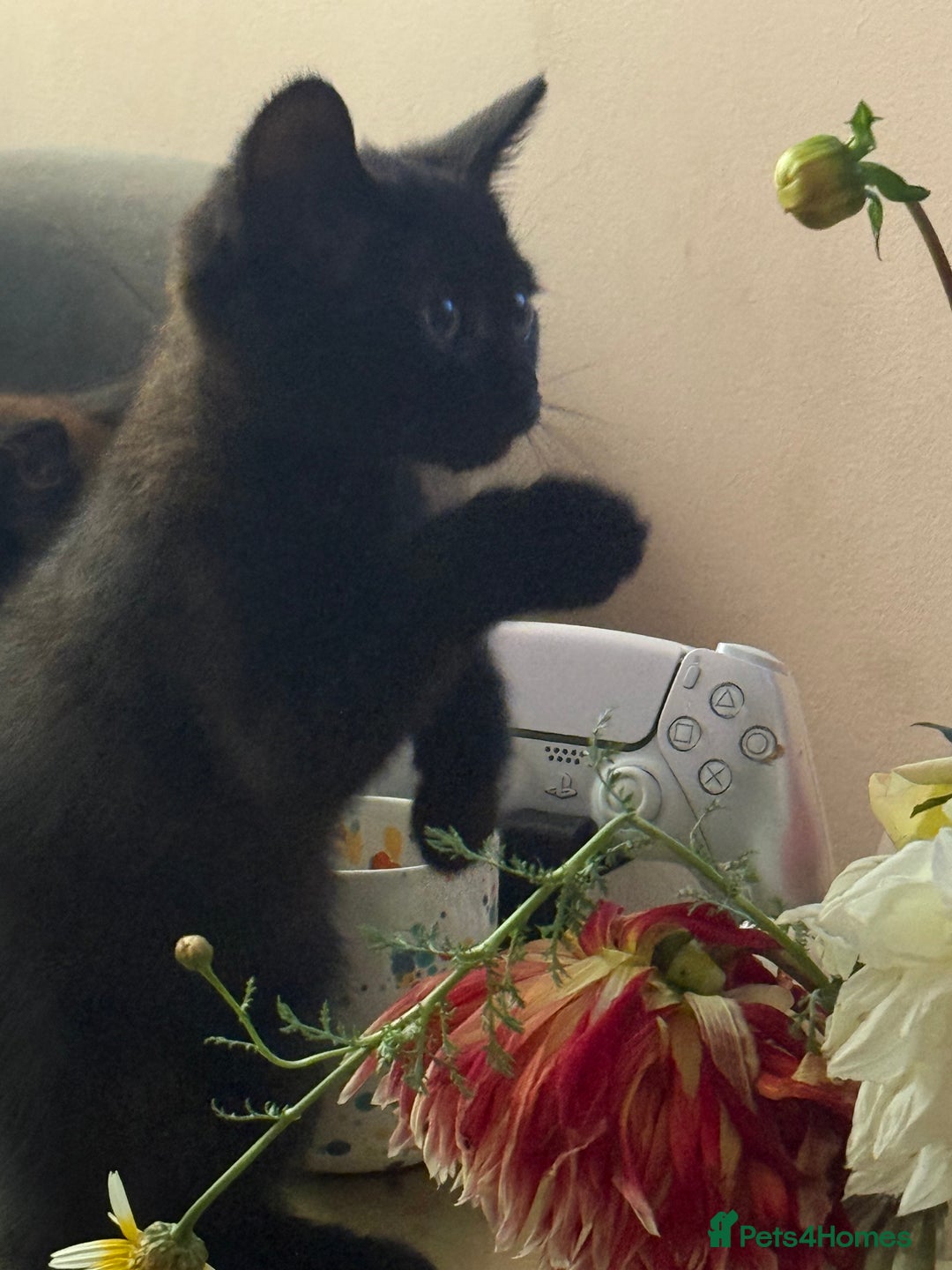 British Longhair cats for sale: Ready To Go This Weekend! 3 Sweet Little Kittens - Image 9