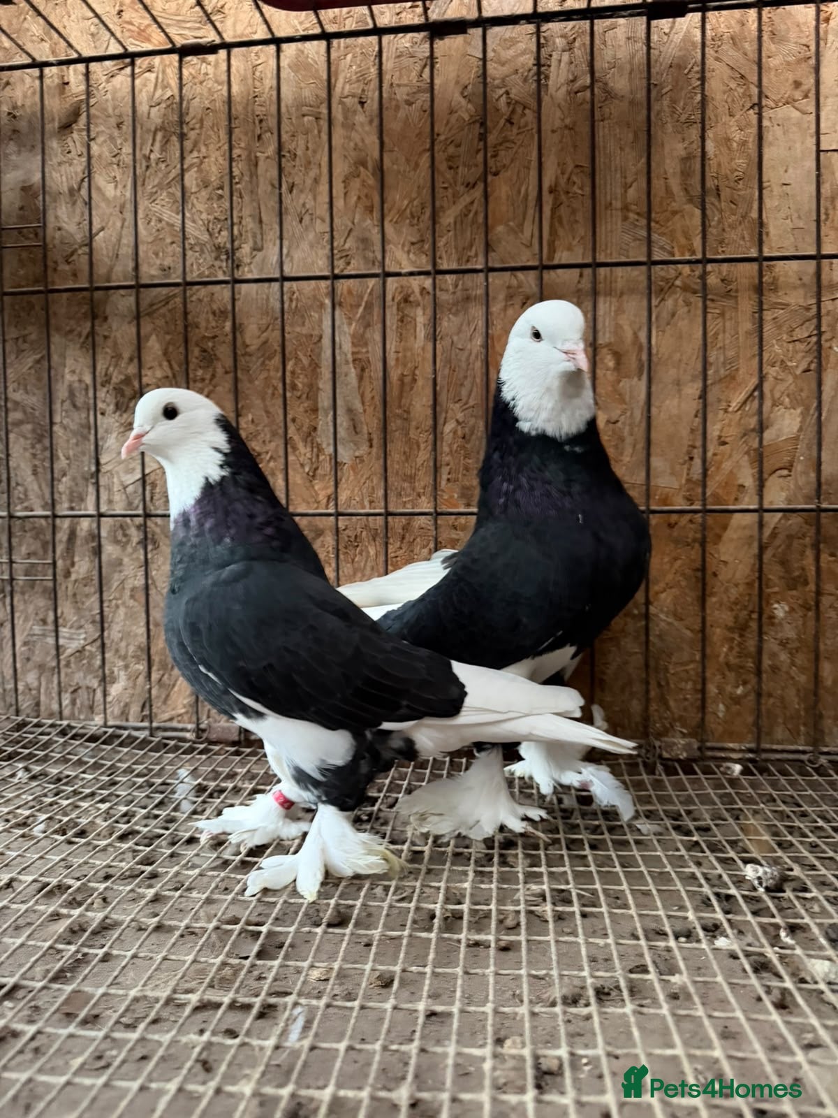 Pigeons birds for sale: FANCY WEST OF ENGLAND TUMBLERS  - Advert 2