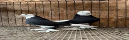 Pigeons birds for sale: FANCY WEST OF ENGLAND TUMBLERS  - Advert 1