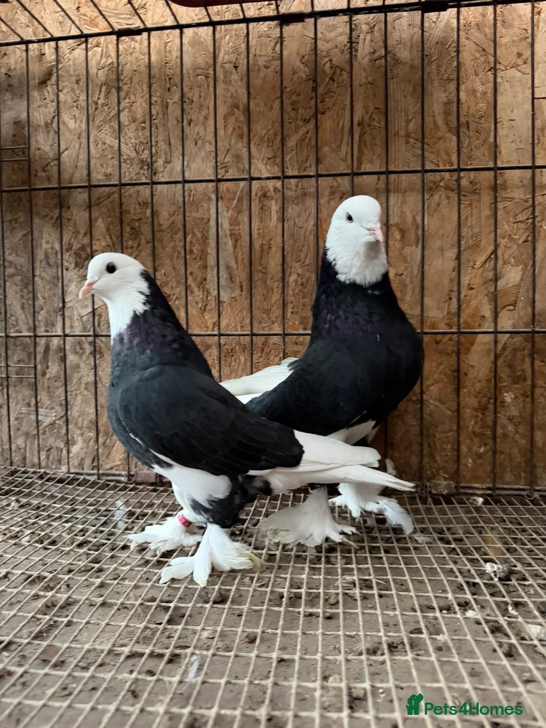 Pigeons birds for sale: FANCY WEST OF ENGLAND TUMBLERS  - Advert 1