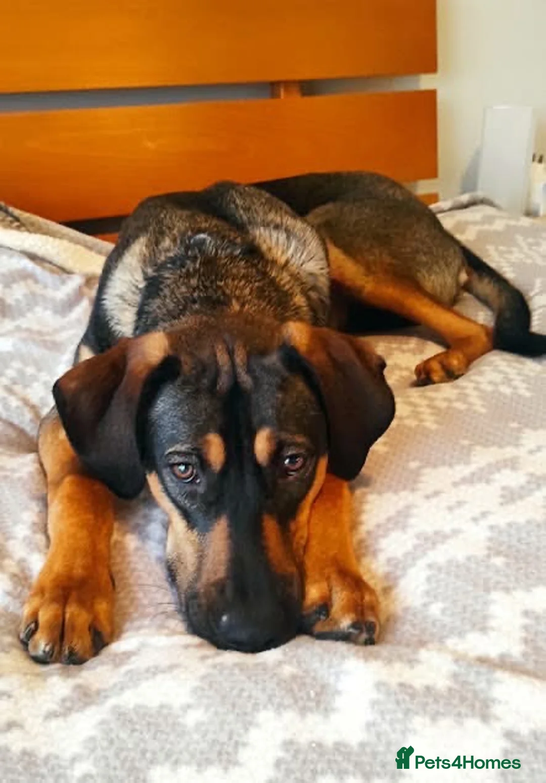 Mixed Breed dogs for adoption: Adonis the Greek handsome god  - Advert 11