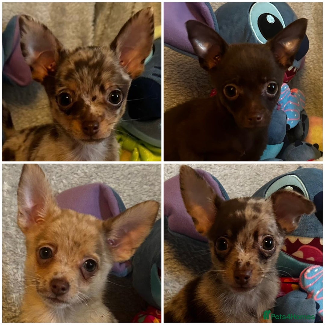 Mixed Breed dogs for sale: Chihuahua x  - Image 1