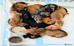 Miniature Dachshund dogs for sale: 7 Mini Dachshunds - Image 3