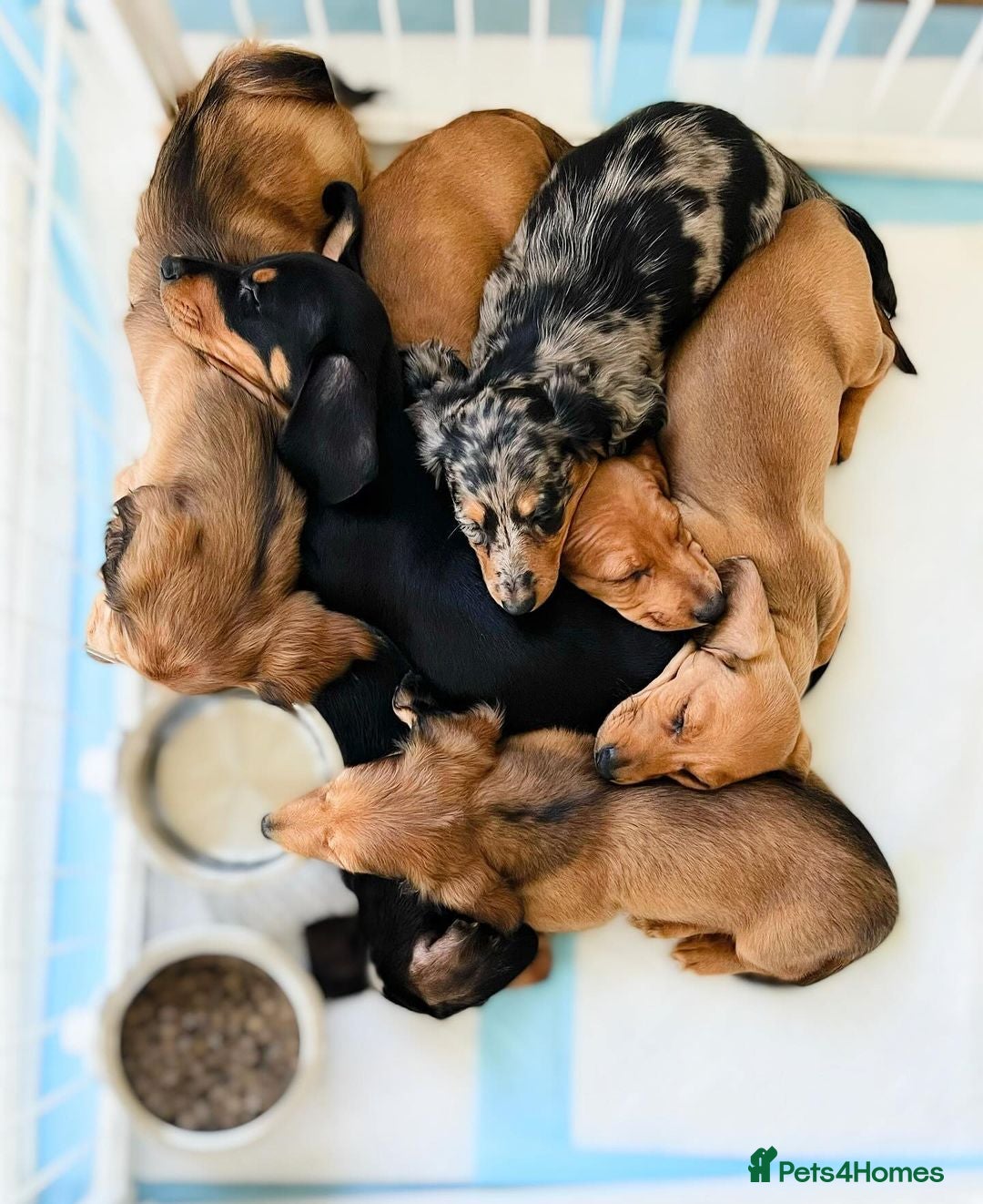 Miniature Dachshund dogs for sale: 7 Mini Dachshunds - Image 3