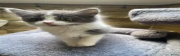 Mixed Breed cats for sale: Four little babies - Advert 15