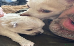 Chihuahua dogs for sale: Stunning Teddy Bear Chihuahua Girls - Image 11