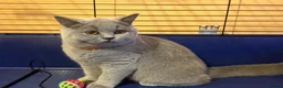 British Shorthair cats for sale: 🌟GCCF BSH 🏆Champion Bloodline 🌟5-Gen Pedigree🌟 - Advert 11