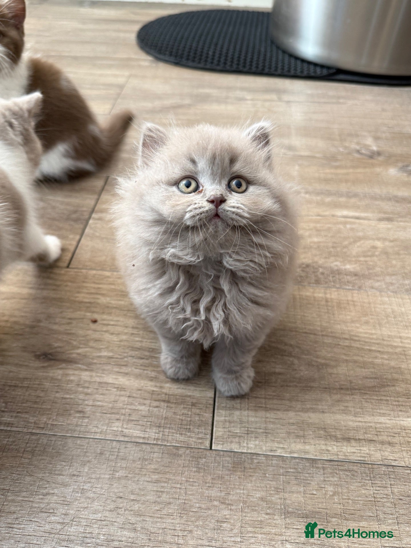 British Shorthair cats Beautiful British shorthairs  - Advert 9