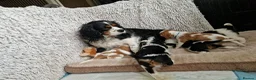 Cavalier King Charles Spaniel dogs for sale: Beautiful Cavalier King Charles Spaniel 7 Puppies - Advert 17
