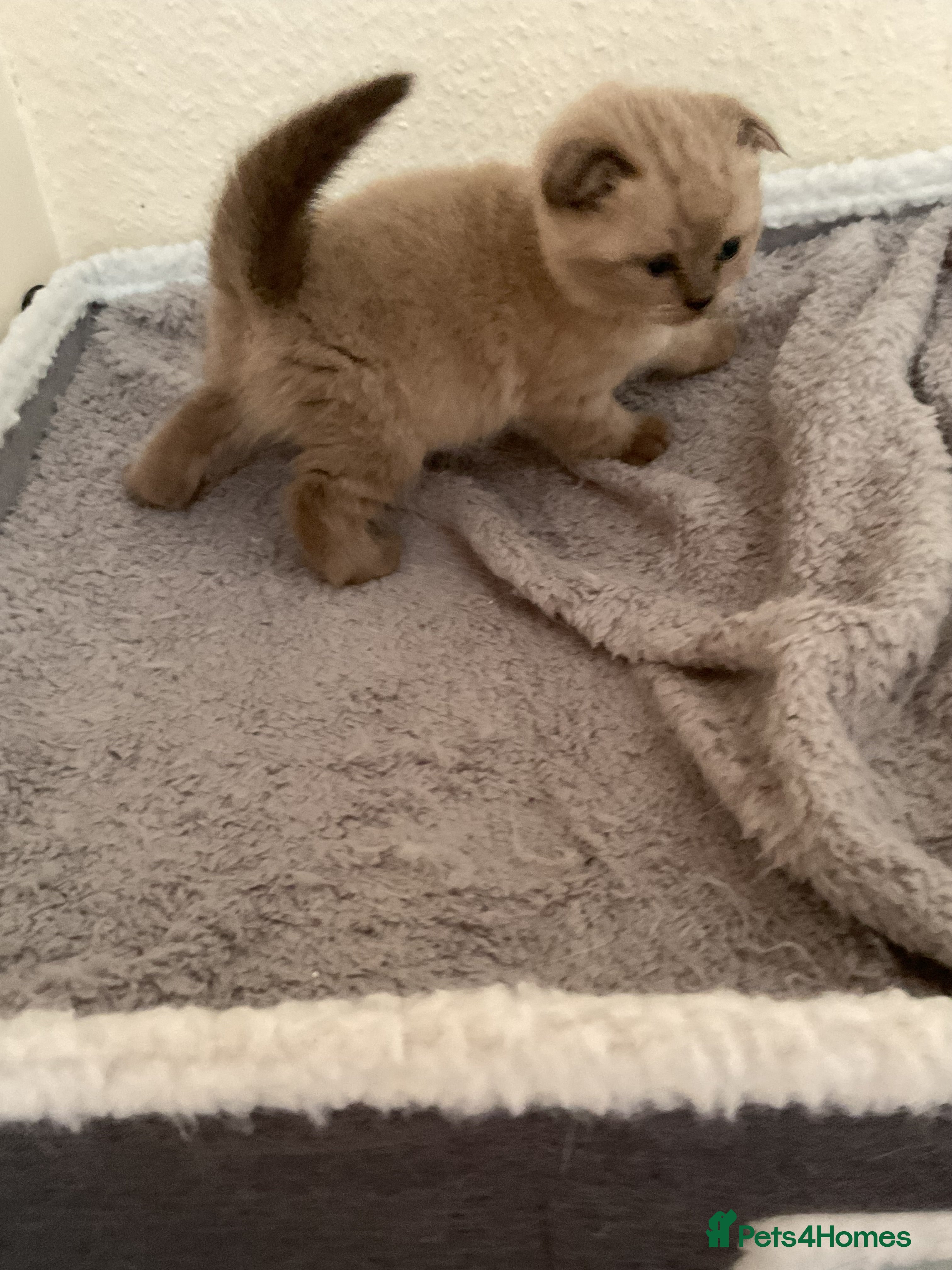 Scottish Fold cats for sale: Scottish fold kittens  in Northampton - Advert 4