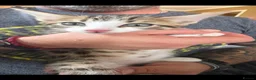 Bengal cats for sale: Beautiful Bengal cross kittens  - Advert 2