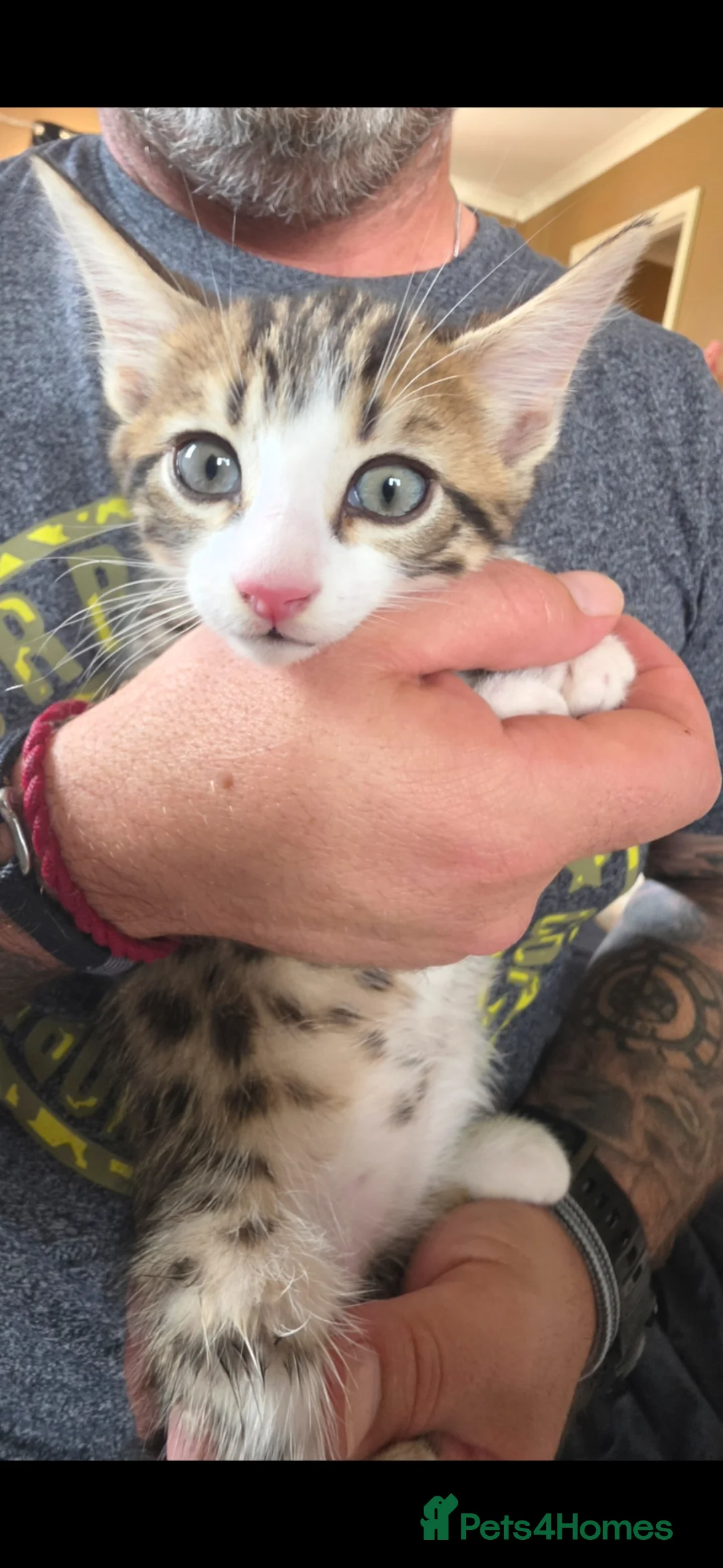 Bengal cats for sale: Beautiful Bengal cross kittens  - Advert 2